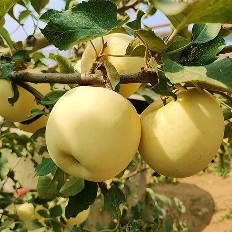 التفاح الذهبي الطازج اللذيذ