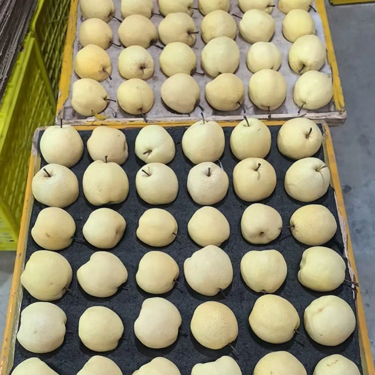 الكمثرى غونغ الطازجة