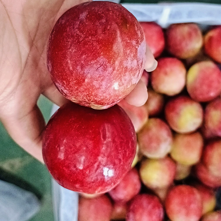 البرقوق الأحمر الحلو الطازج Meiyi
