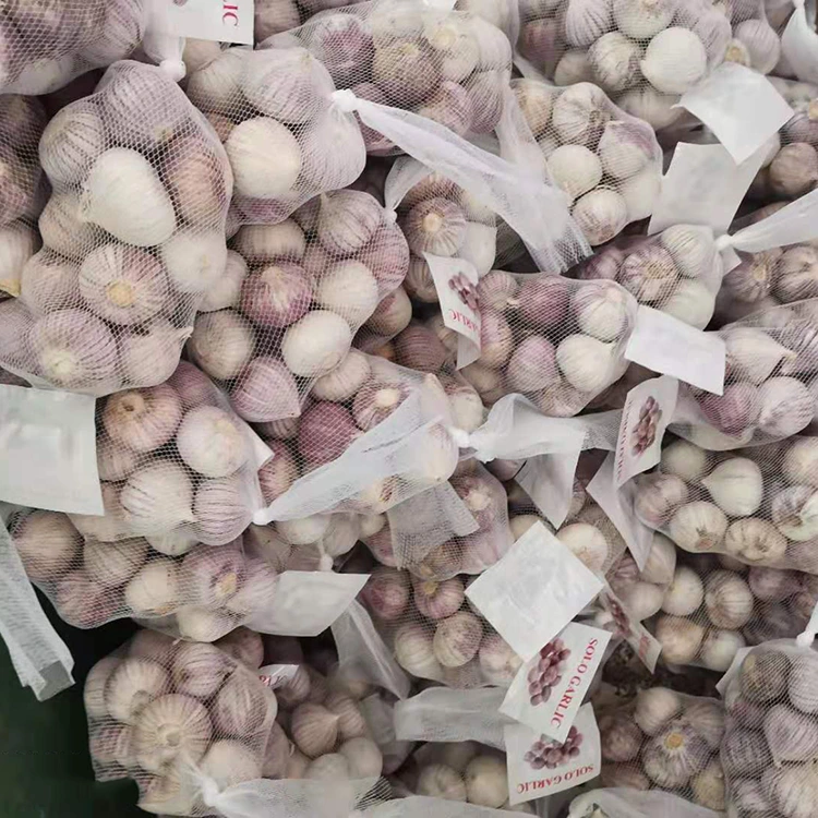 فص ثوم واحد عالي الجودة