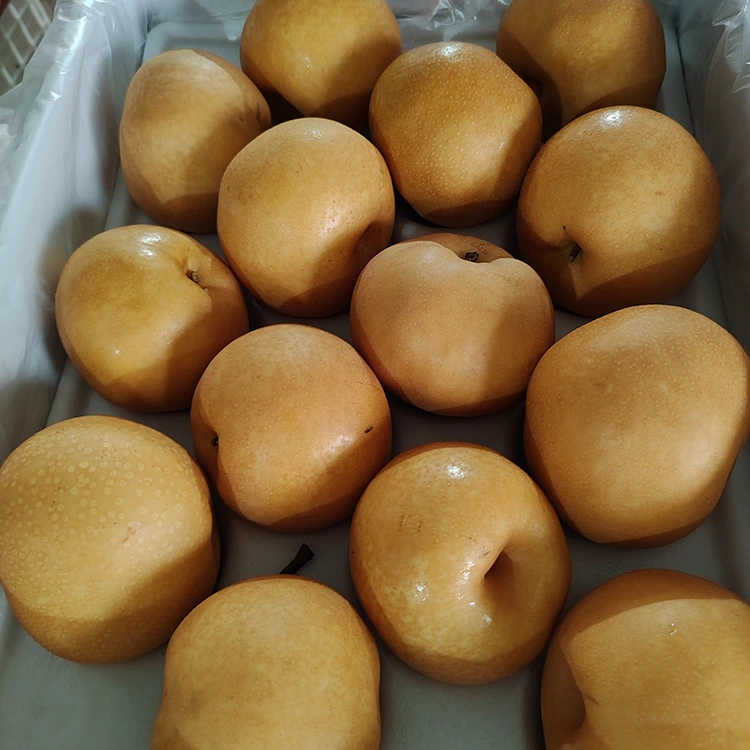 Premium Shingo Pears