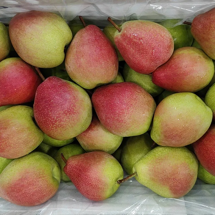 Premium Hand-Picked Eye-Catching Glossy-Red July Red Pear