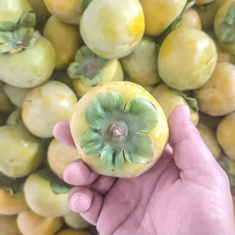 قسط البرسيمون الطازج المقرمش
