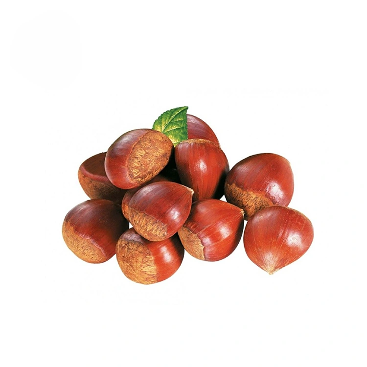 كستناء عالي الجودة