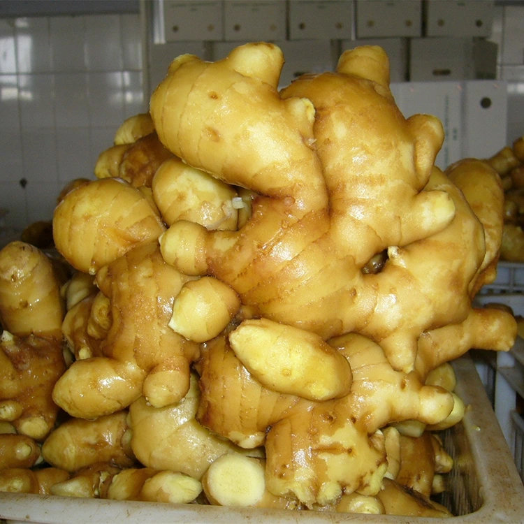 الزنجبيل العطري الطازج والحار